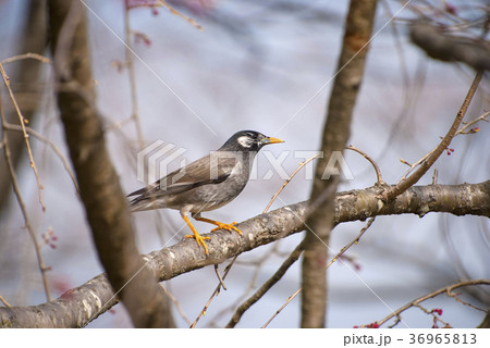 ムクドリと春の森 36965813