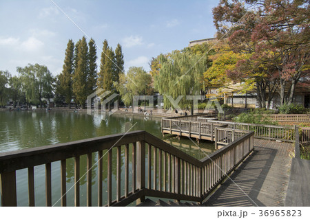 東京都板橋区　三次公園　 36965823