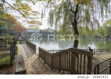 東京都板橋区　三次公園　 36965825