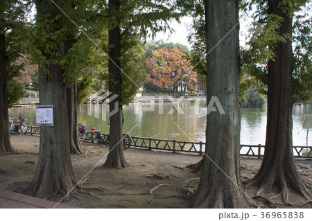 東京都板橋区　三次公園　 36965838