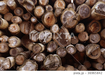 木材・丸太（林業イメージなども可） 36965842