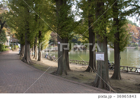 東京都板橋区　三次公園　 36965843