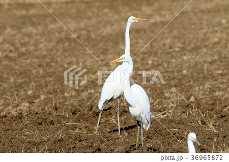 シラサギ　野鳥 36965872