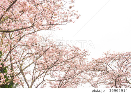 桜　桜並木 36965914