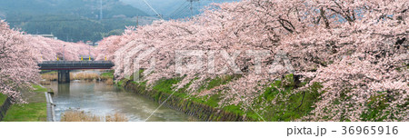 電線　桜　桜並木 36965916