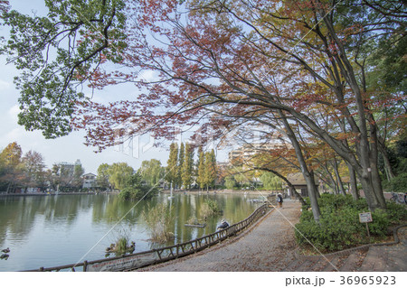 東京都板橋区　三次公園　 36965923