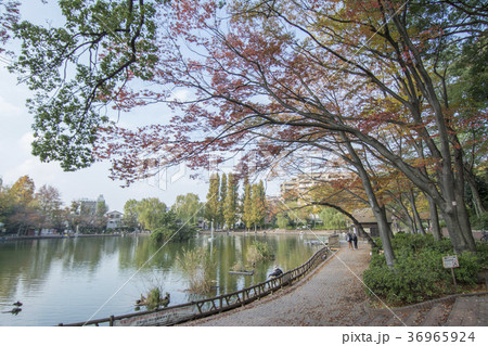 東京都板橋区　三次公園　 36965924