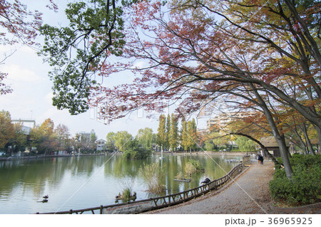 東京都板橋区　三次公園　 36965925