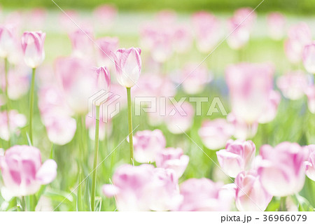 チューリップ 36966079