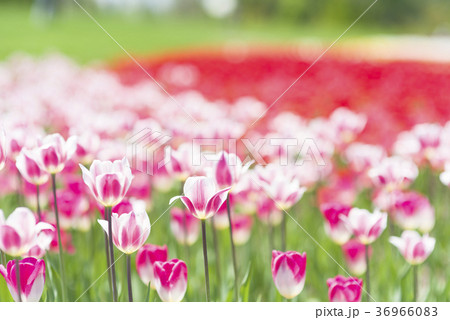 チューリップ 36966083