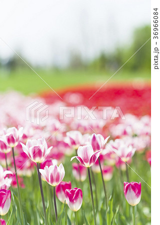 チューリップ 36966084