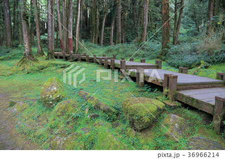 台湾・阿里山国家森林遊楽区　神木群歩道 36966214