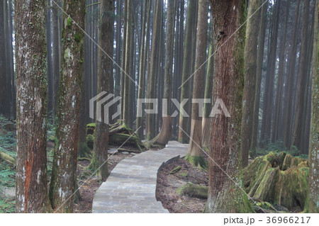 台湾・阿里山国家森林遊楽区 神木群歩道 台湾・阿里山国家森林遊楽区 神木群歩道 36966217