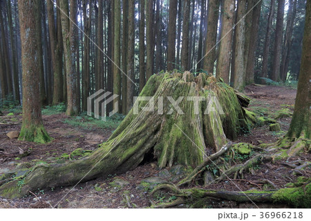 台湾・阿里山国家森林遊楽区　神木群歩道 36966218