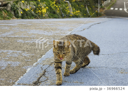 池島炭鉱の舌出しトラ猫の写真素材