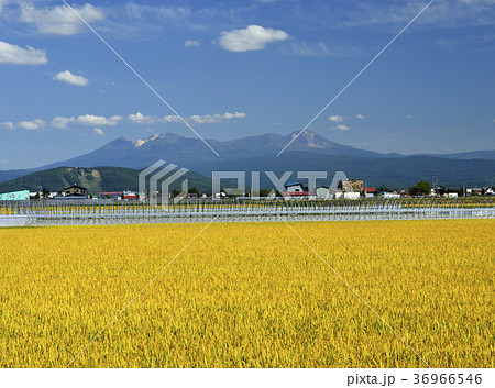 田園と大雪山 36966546