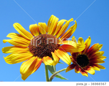 Toronto High Park the orange sunflowers 2016 Toronto High Park the orange sunflowers 2016 36966567