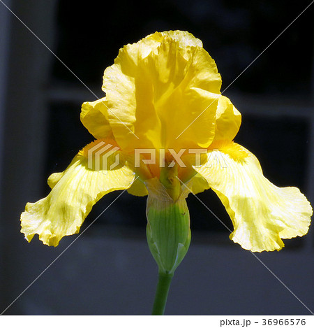 Toronto High Park yellow gladiolus flower 2016 36966576
