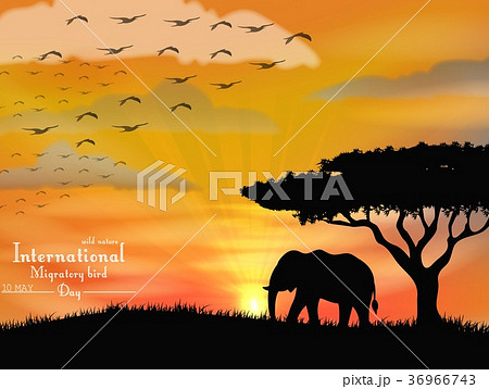 African elephant with flying birds on sunset sky 36966743