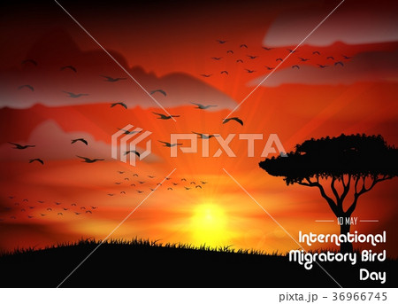 Birds migratory day on sunset background 36966745