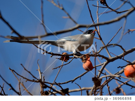 晩秋の柿の木にオナガ鳥 晩秋の柿の木にオナガ鳥 36966898