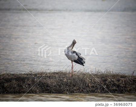 Open-billed stork near the pond. 36968075