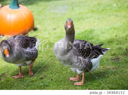 Pomeranian Geese in garden. Pomeranian Geese in garden. 36968152