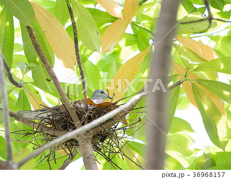 Streptopelia in nest on tree. Streptopelia in nest on tree. 36968157