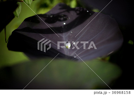 Water droplets on a leaf Elephant ear. Water droplets on a leaf Elephant ear. 36968158