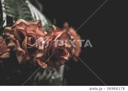 Orange roses with a black background. 36968178