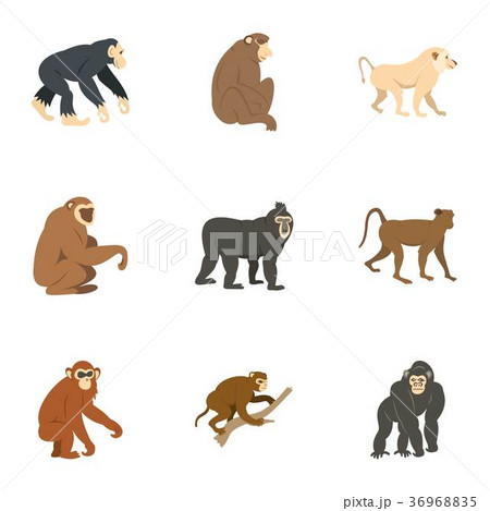 Species of monkey icon set, flat style Species of monkey icon set, flat style 36968835