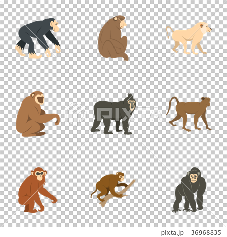 Species of monkey icon set, flat style Species of monkey icon set, flat style 36968835