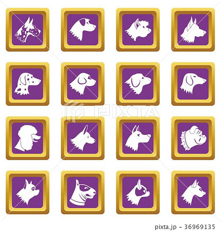 Dog icons set purple 36969135