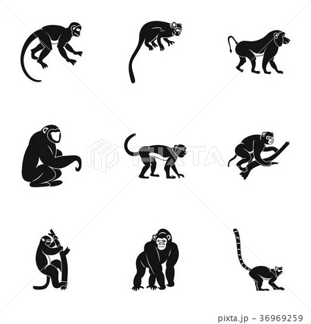 Species of monkey icon set, simple style Species of monkey icon set, simple style 36969259