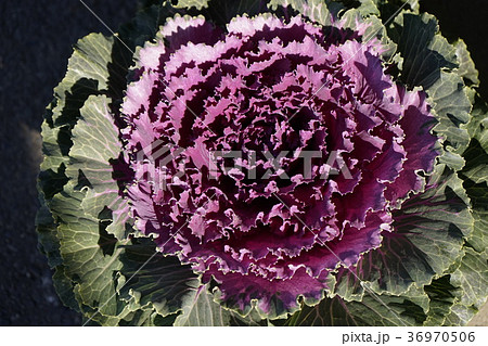 ハボタン　赤紫色 36970506