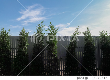 Tree wall with beautiful blue sky 36970617