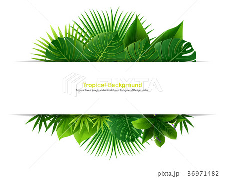 Bright tropical background with jungle plants. 36971482