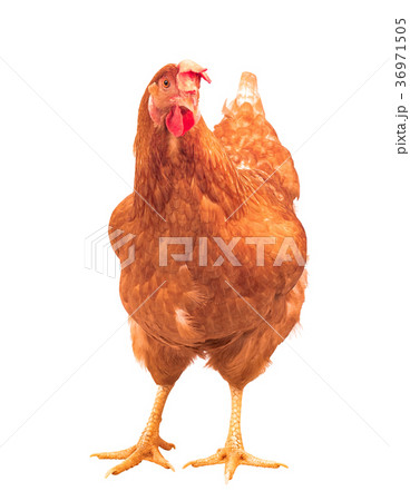 brown chicken hen standing isolated  36971505