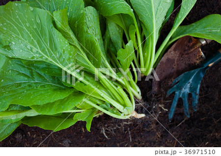 harvesting organic vegetable of home garden 36971510