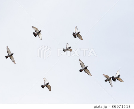 flock of homing pigeon bird flying mid air flock of homing pigeon bird flying mid air 36971513