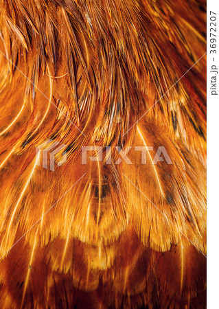 Bright colorful feathers of some bird Bright colorful feathers of some bird 36972207