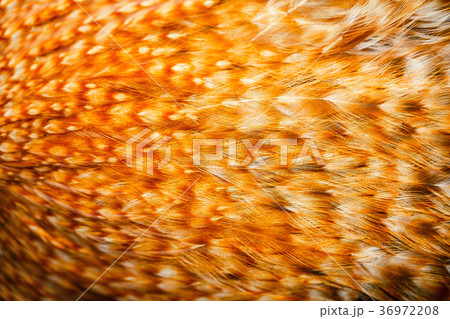 Bright colorful feathers of some bird Bright colorful feathers of some bird 36972208