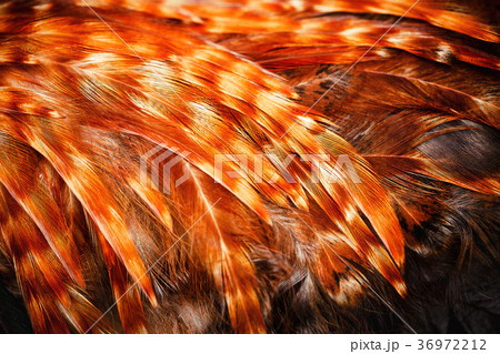 Bright colorful feathers of some bird Bright colorful feathers of some bird 36972212