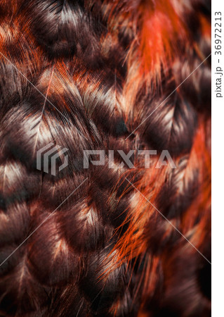 Bright colorful feathers of some bird Bright colorful feathers of some bird 36972213