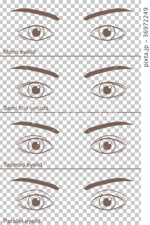 單眼皮與雙眼皮 36972249