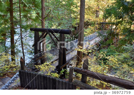 阿寺渓谷のつり橋 36972759