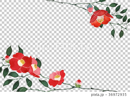 茶花背景框架水彩插圖 插圖素材 圖庫