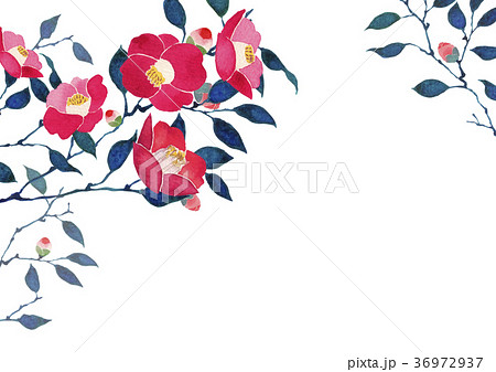 綺麗な椿 壁紙 最高の花の画像