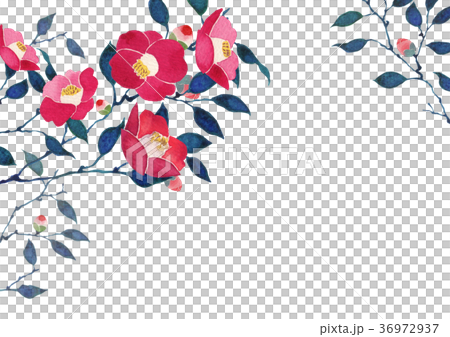 椿　背景 フレーム　水彩 イラスト 36972937