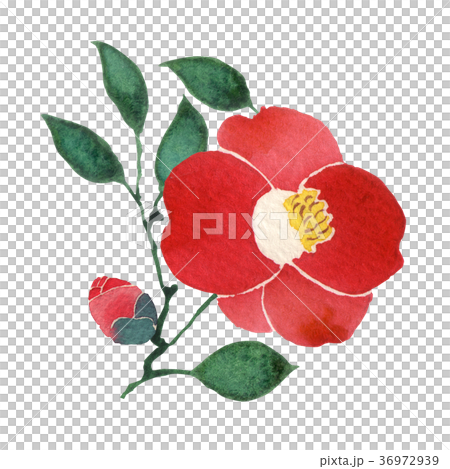 Watercolor illustration 36972939